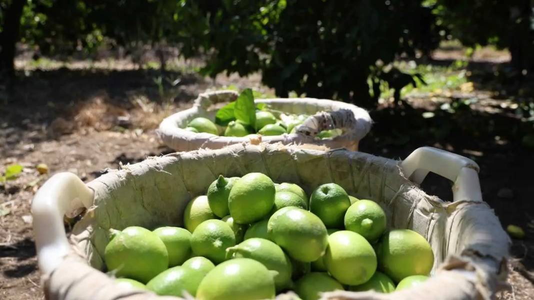 Adana’da Limonu Hem Don Hem Kuraklık Vurdu! Altın Değerinde Hasat Başladı 5